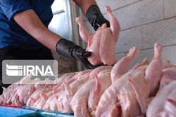 تداوم توزیع روزانه ۱۲۰۰ تن گوشت مرغ در استان تهران/ برخورد با گران‌فروشان