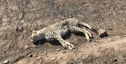 کاهش سرعت برای جلوگیری از تصادفات جاده‌ای یوزپلنگ آسیایی