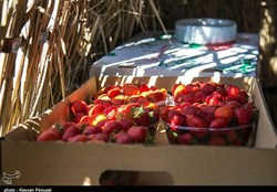 توت فرنگی محبوب‌ترین میوه ایرانی