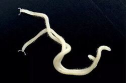 کشف یک جانور ناشناخته که ۴۸۶ پا دارد+ عکس