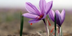سهم اندک ایران از بازار ۸ میلیارد دلاری طلای سرخ!