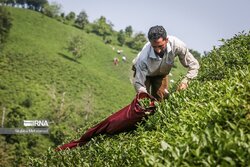 پرداخت ۱۰۰ میلیارد تومان طلب چایکاران از دولت در هفته آینده/ افزایش ۴۹ درصدی تولید برگ