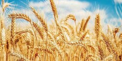 نرخ خرید تضمینی گندم ۲۳ هزار تومان تصویب می‌شود