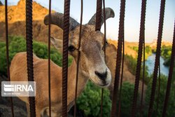 فعالیت ۹۱ مرکز تکثیر و پرورش حیات‌وحش/از رهاسازی در زیستگاه تا میزهای رستوران‌