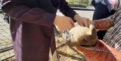 رهاسازی ۱۴ پرنده شکاری