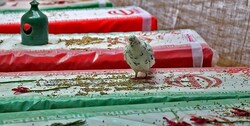 شهد جواد امیدی: پایگاه انقلاب اسلامی را حفظ کنید