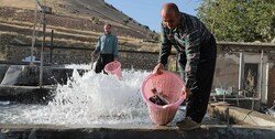 ایجاد ۷ هزار طرح اشتغالزایی «برکت» به عنوان جایگزین کولبری در ۳ استان