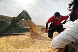 گندمکاران: مطالبات‌مان بلوکه شده است / وزارت جهاد کشاورزی: کار ما نیست