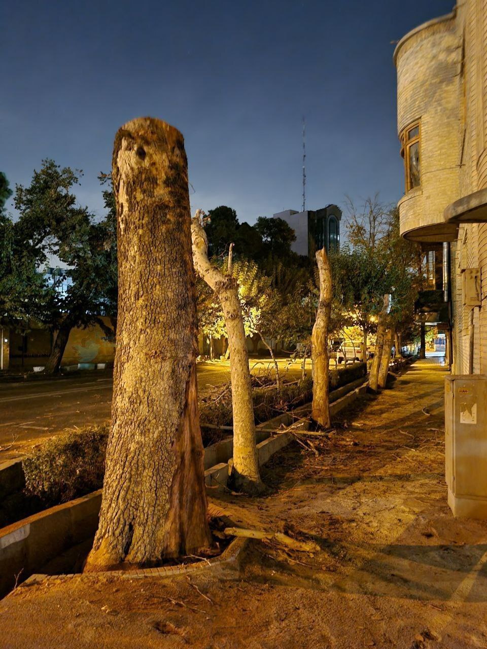 قطع درختان این خیابان قدیمی در تهران/ عکس