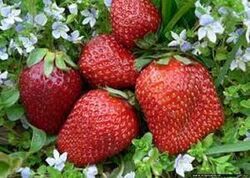 این میوه برای بهبود خلق و خوی موثر است