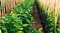 آغاز رسمی طرح کاشت یک میلیارد درخت از ۱۱ آذر