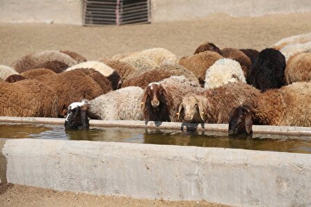 موفقیت شرکت کشاورزی رضوی در ارتقاء استاندارد ملی