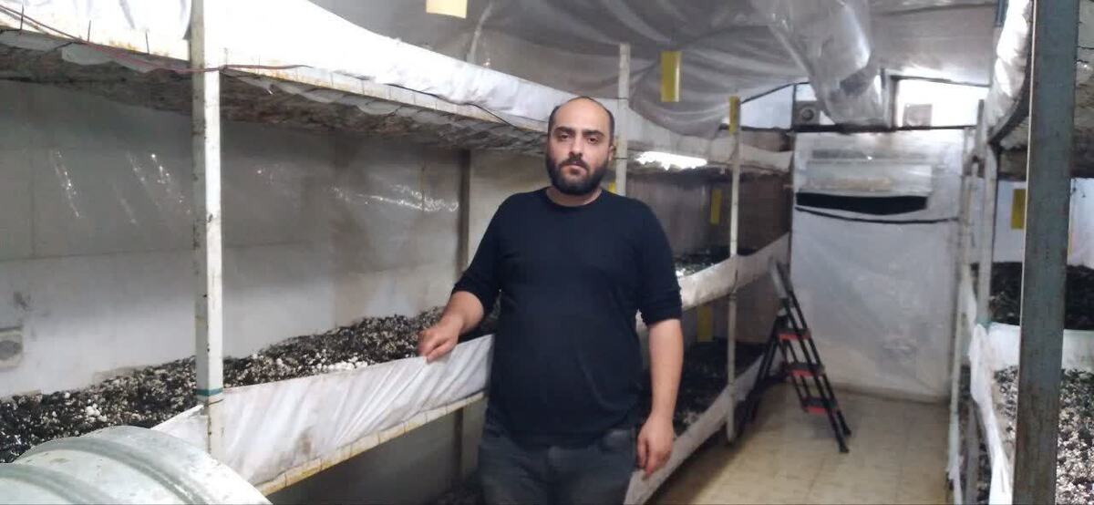 شهرستان چهارباغ می تواند به قطب تولید قارچ در کشور تبدیل شود