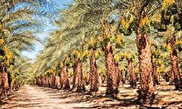 چرا جنوبی‌ها معتقدند قطع سر نخل، قتل است؟!