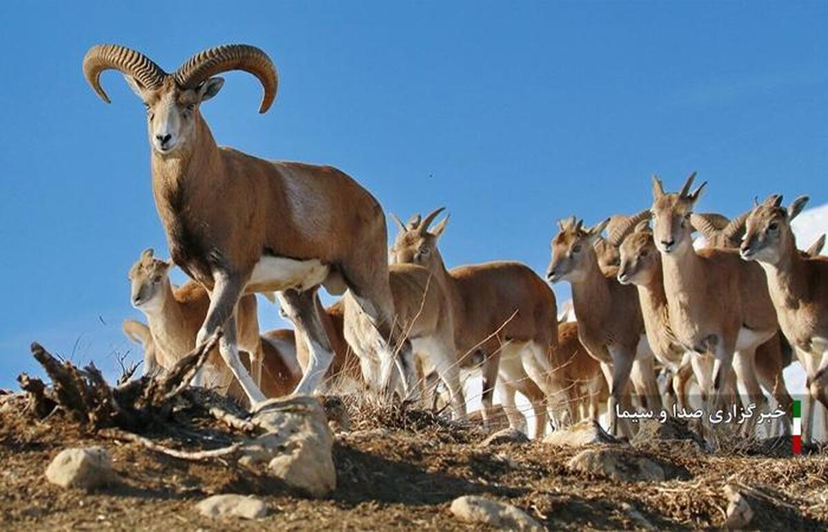 آغاز سرشماری تابستانه حیات وحش در لرستان