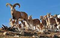 آغاز سرشماری تابستانه حیات وحش در لرستان