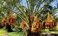 نخستین جشنواره خرما در قصرشیرین برگزار می‌شود