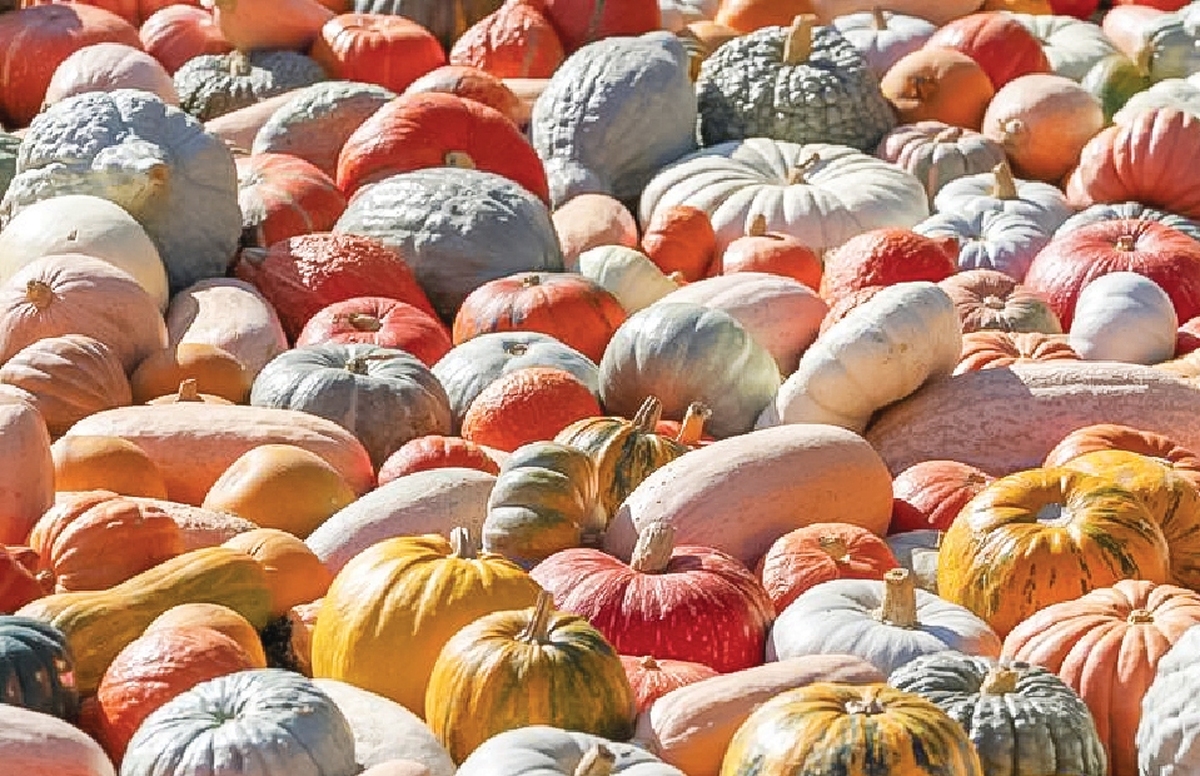 از مرگ آگاهی تا سیرک کدوحلوایی