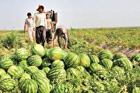 از کشت خارج از فصل تا بحران آب سوء‌مدیریت‌ها در زمین حاصلخیز