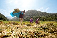 دیمزار‌های غرب کشور مستعد اجرای طرح پایداری کشت