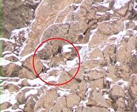 مشاهده و ثبت تصویر پلنگ ایرانی در پارک ملی لار