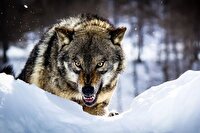 سرما حیات وحش را به شهر‌ها نزدیک می‌کند / غذارسانی به حیوانات ممنوع!