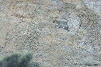 مشاهده پلنگ ایرانی در ارتفاعات فیروزکوه