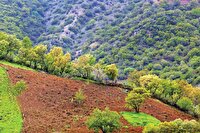 «مدیریت پایدار» در سیاست جنگلی گم شده است!