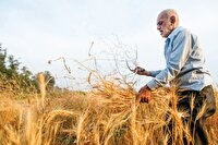 گندم ۴۵ هزار تومانی در راه است؟