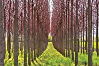 «زراعت چوب» آخرین فرصت حفظ جنگل‌ها