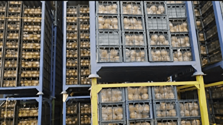 ذخیره‌سازی ۶۰۰ تُن سیب و پرتقال برای تنظیم بازار نوروز در استان البرز