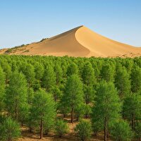 دو میلیون اصله نهال در سطح استان سمنان توزیع می شود