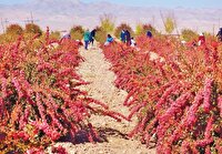 توسعه از دل محدودیت‌های اقلیمی با کشاورزی ماندگار