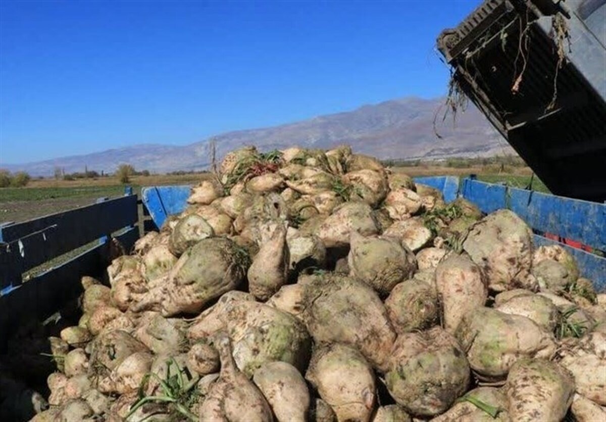 شکست رکورد جدید در کشت چغندرقند ایران