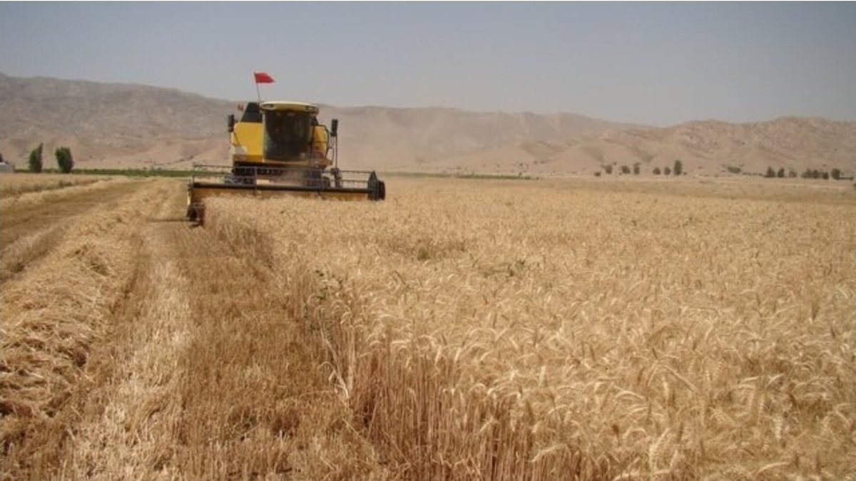 کام گندمکاران شیرین شد: آغاز پرداخت اولین ...