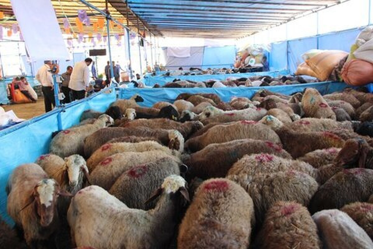 تعیین ۷ جایگاه بهداشتی عرضه و ذبح دام در کرج