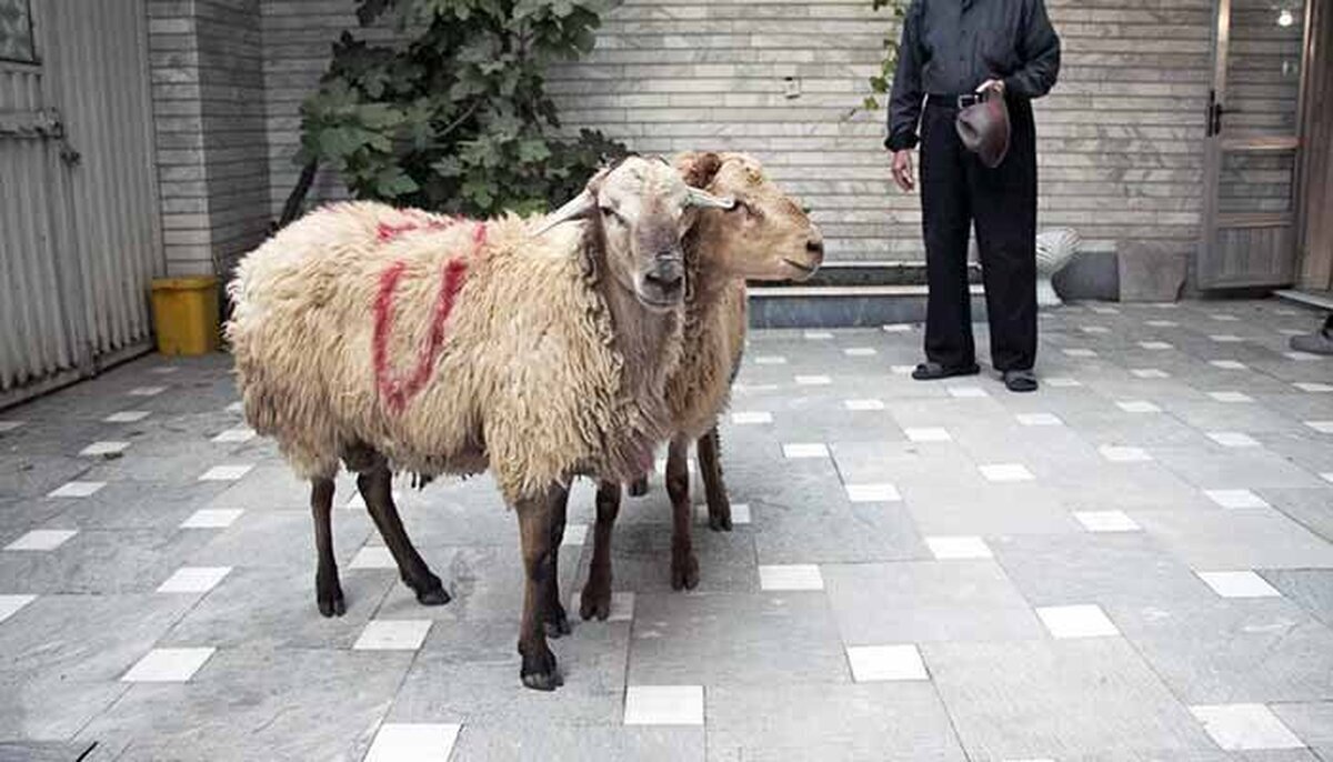هشدار وزارت بهداشت درباره ذبح غیر بهداشتی دام در عید قربان