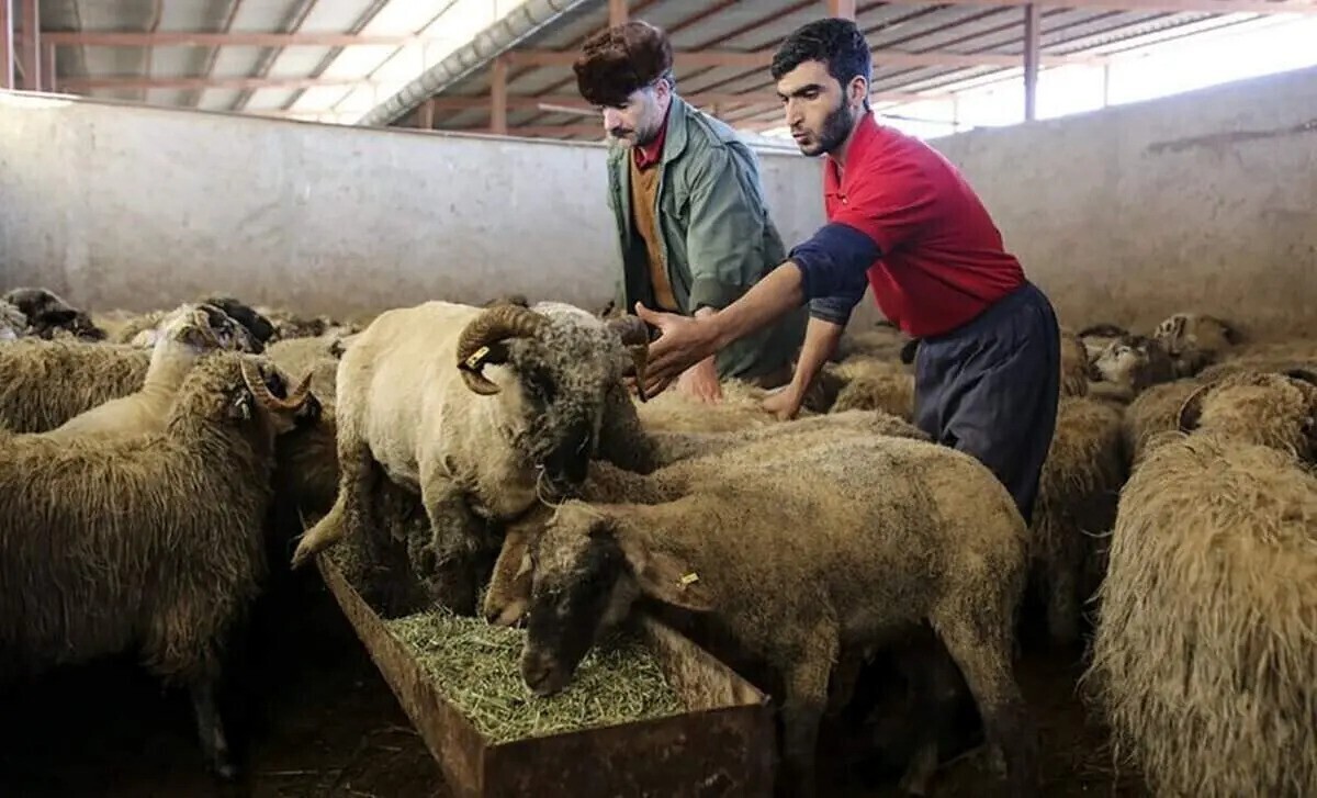 قیمت هر کیلوگرم دام زنده بهداشتی سبک اعلام شد