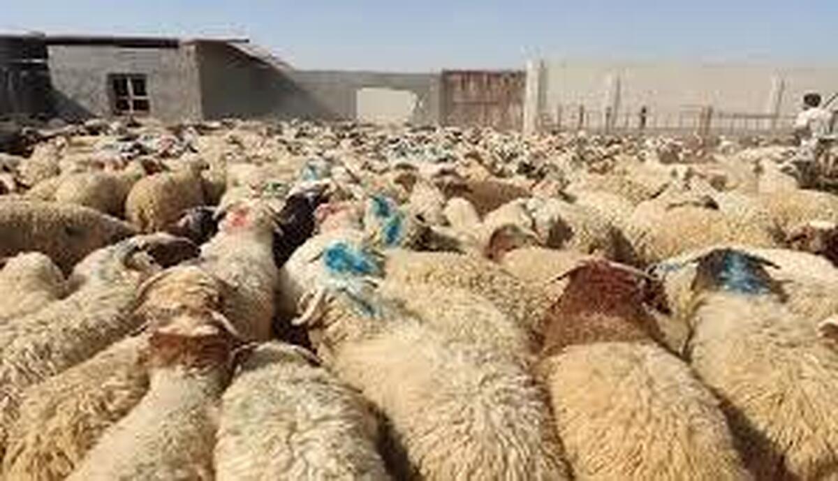 دام را از مراکز مجاز خریداری کنید