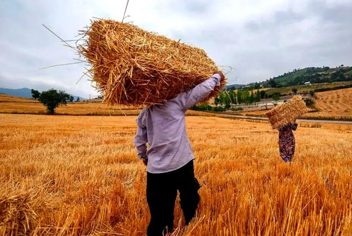  وعده دولت برای پرداخت کامل مطالبات گندم‌کاران  تا ۱۰ روز آینده