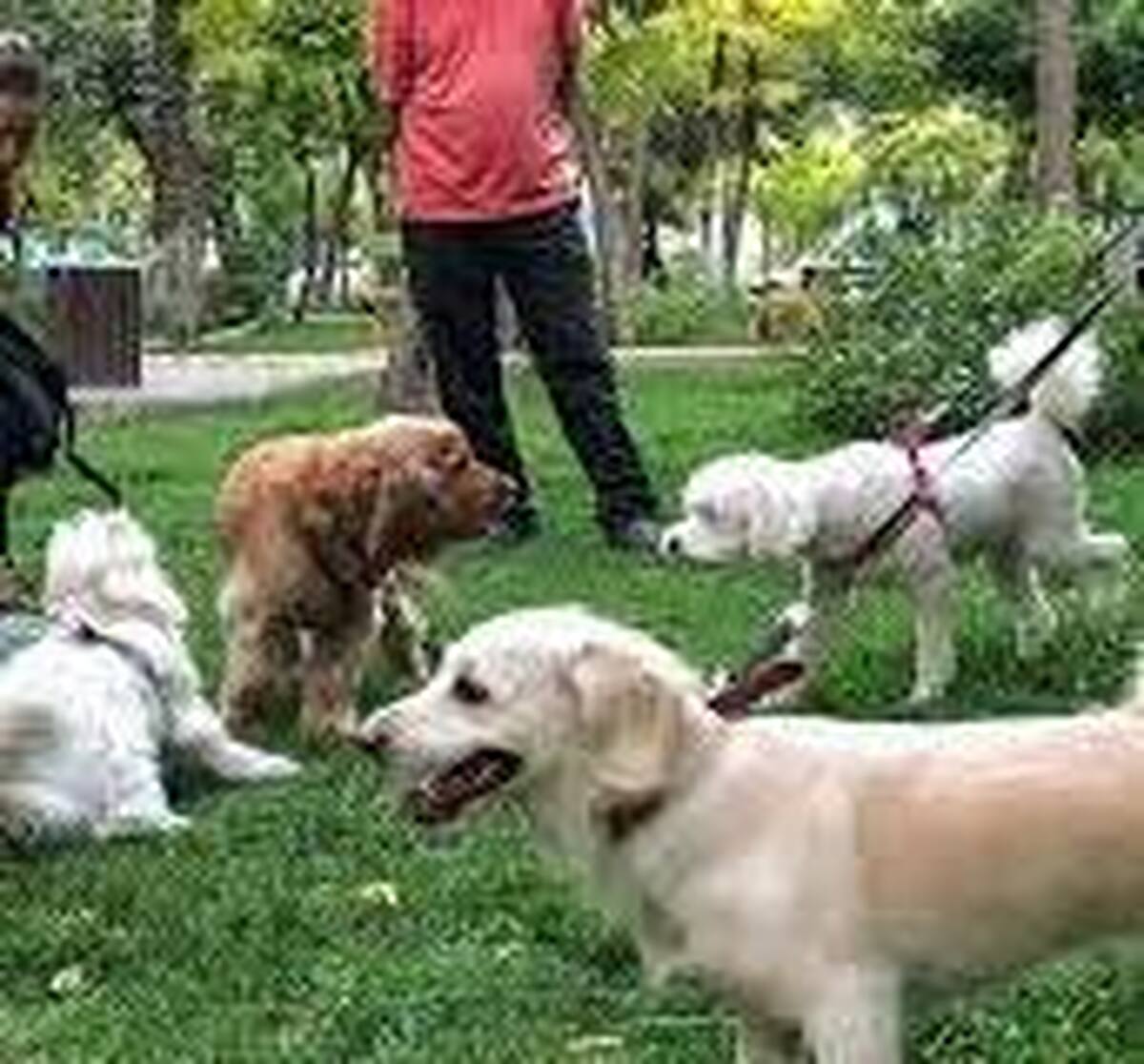 قانون ممنوعیت سگ‌گردانی در اصفهان