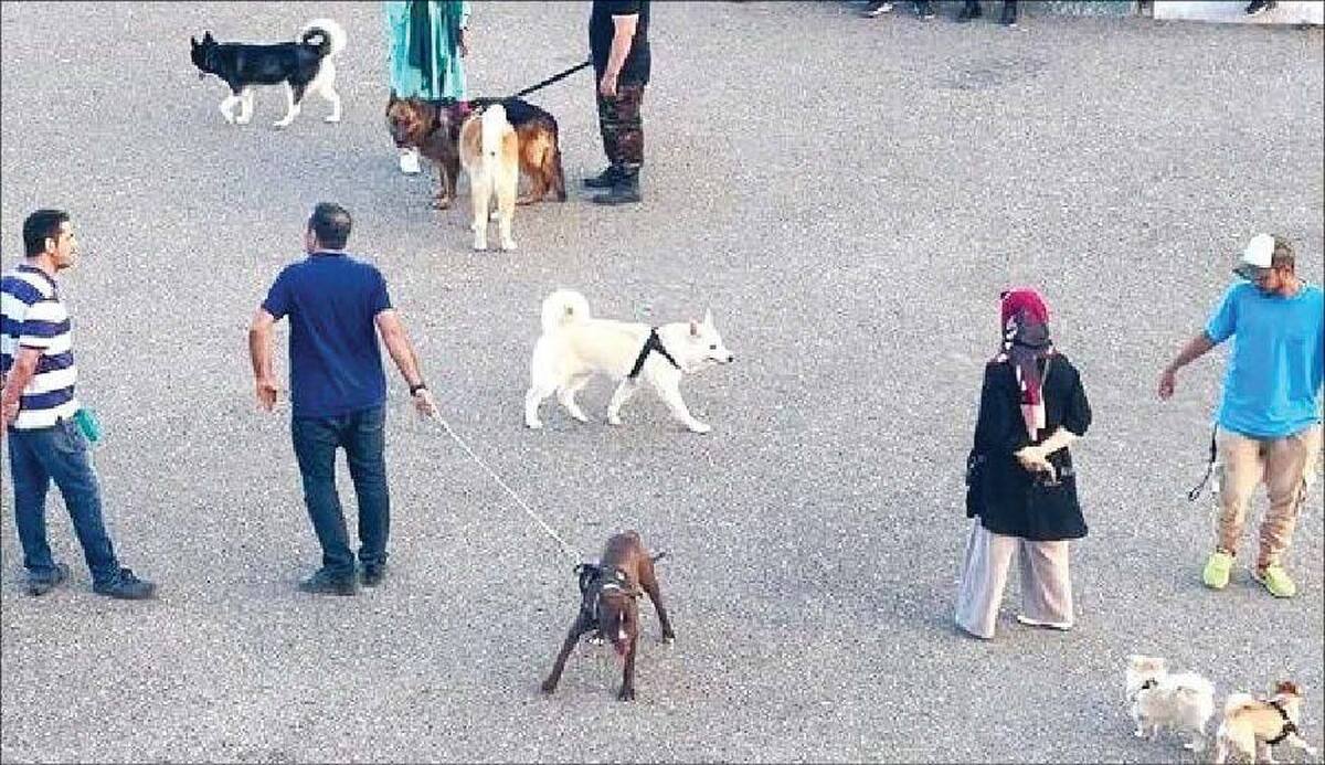 چند نکته در باب سگ‌گردانی