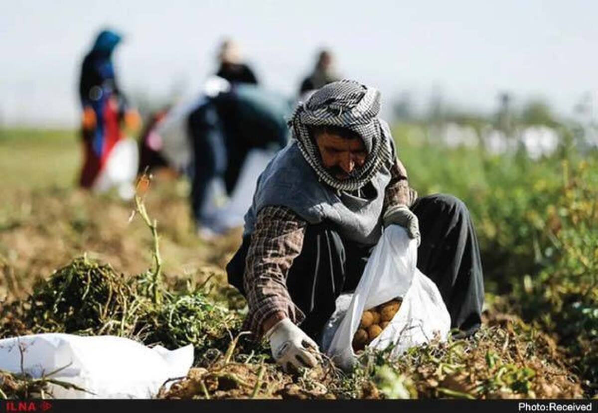 ضرر کشاورزی از اجرای نیم بند کشت قراردادی 