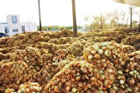 دولت پیاز را می‌خرد و امحا می‌کند!