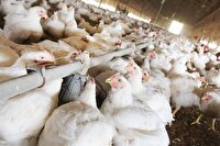 مرغ و گاو بازار را به هم می‌ریزند؟