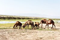 تالاب صالحیه از منبع آب تا کانون گرد و غبار