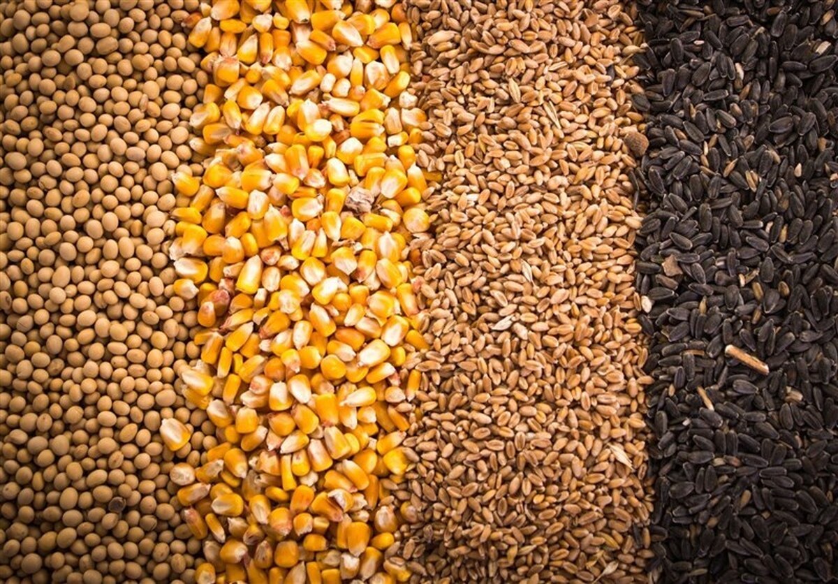 آغاز ثبت سفارش واردات جو و ذرت از روز‌های آینده