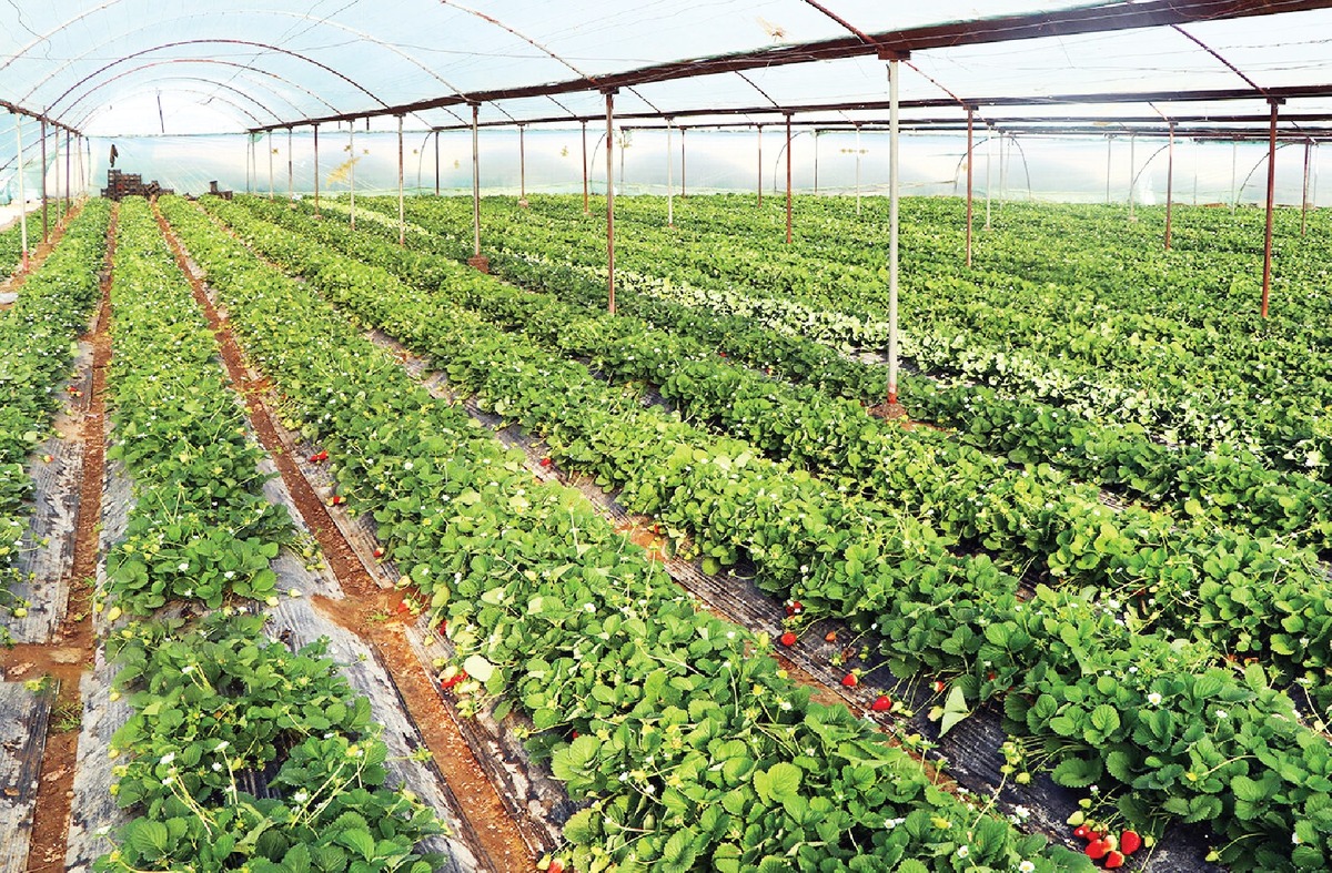 فرمان اصلاح و اجرای الگوی کشت صادر شد 