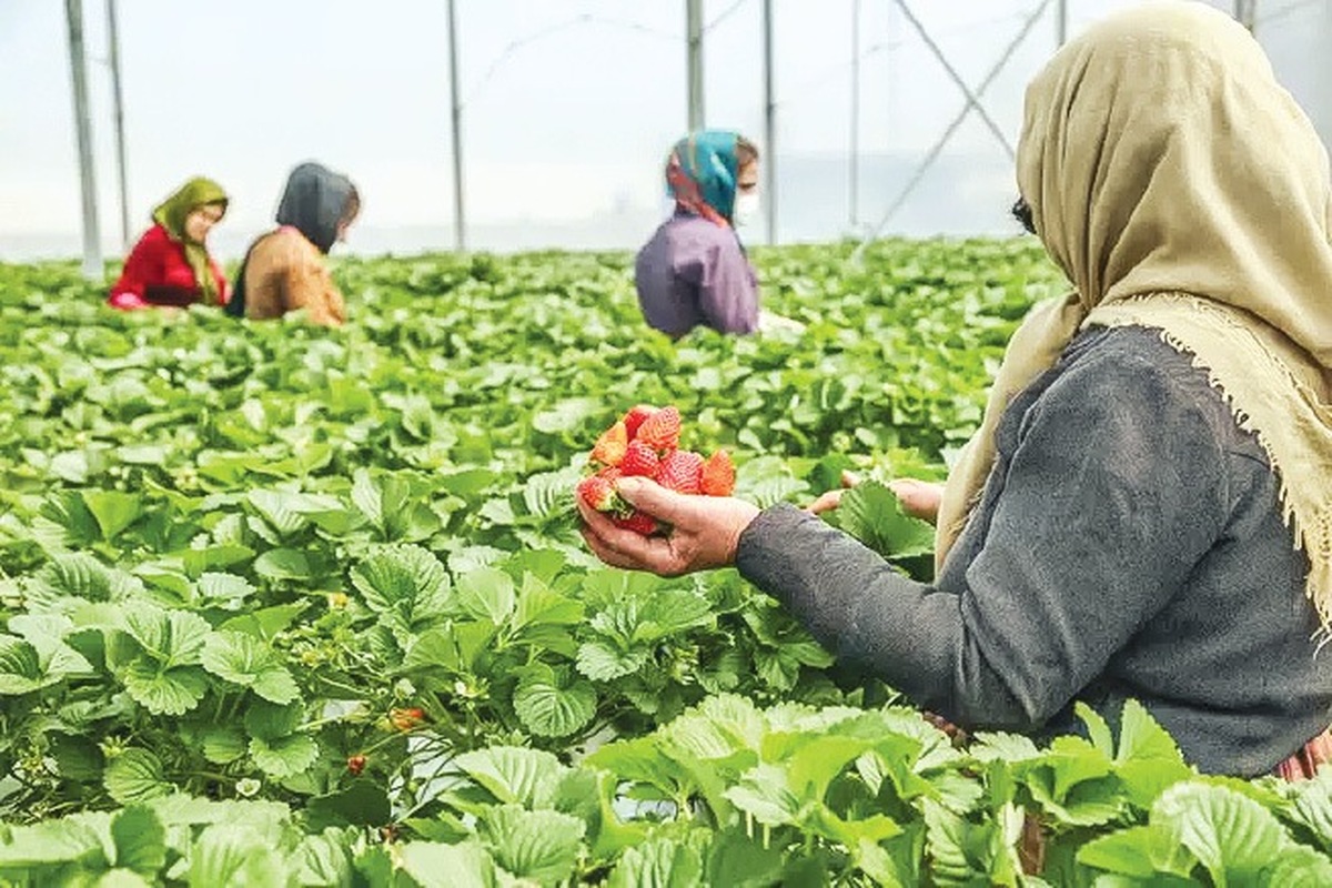 گلخانه ۵۰ هکتاری خوی گام بلند برای تحقق اقتصاد مقاومتی