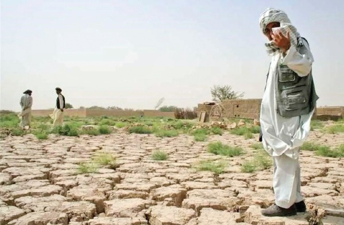 خشکسالی درختان کویری را هم به زانو درآورد